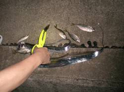 高砂埋立地ワインド＆アジング釣果