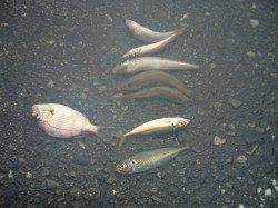 雨の室津港、投げ釣りでキス、アジ、チャリコ