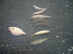 雨の室津港、投げ釣りでキス、アジ、チャリコ…