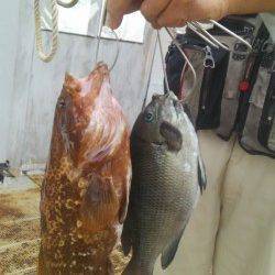 岸和田一文字　シラサのウキ釣りでアコウ・グレ