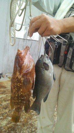 岸和田一文字　シラサのウキ釣りでアコウ・グレ