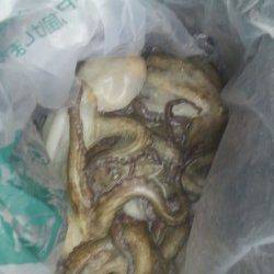 岸和田一文字　タコ〜500gを6パイの釣果