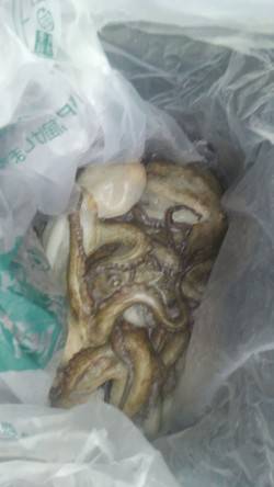 岸和田一文字　タコ〜500gを6パイの釣果…