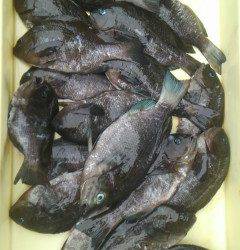 ウキ釣り、イシゴカイでグレの好釣果☆