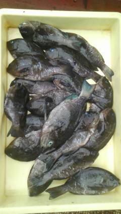 ウキ釣り、イシゴカイでグレの好釣果☆