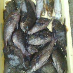 岸和田一文字　ウキ釣りでグレ・カワハギ　エギングでアオリも