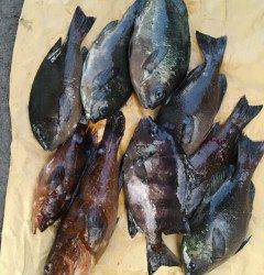 旧の白灯台で、アコウ・サンバソウ・グレの釣果