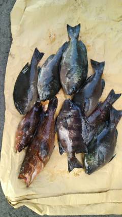 旧の白灯台で、アコウ・サンバソウ・グレの釣…