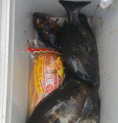 岸和田でウキ釣り、グレが快釣