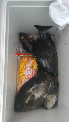 岸和田でウキ釣り、グレが快釣