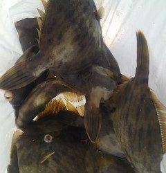 旧の白灯台で、アコウ・サンバソウ・グレの釣果