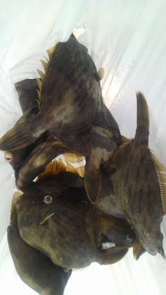 旧の白灯台で、アコウ・サンバソウ・グレの釣果