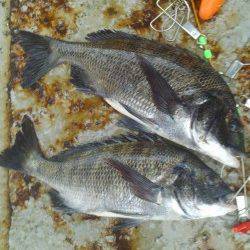 岸和田一文字　フカセでチヌ〜41cm