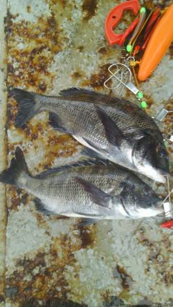 岸和田一文字　フカセでチヌ〜41cm