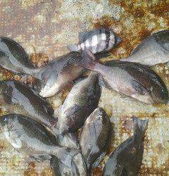 岸和田でウキ釣り、グレが快釣