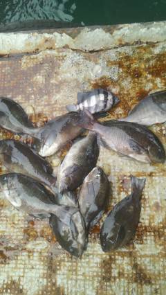 岸和田でウキ釣り、グレが快釣