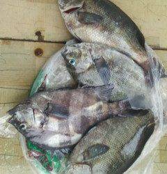 沖の北でグレ＆サンバソウをウキ釣りで