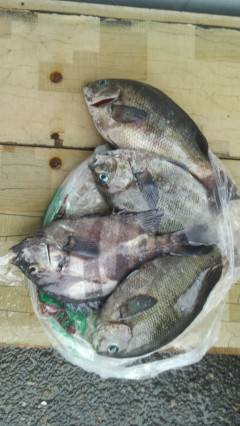 沖の北でグレ＆サンバソウをウキ釣りで