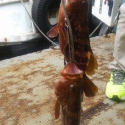 岸和田一文字　ウキ釣りでアコウ〜37cm　エサはシラサ使用