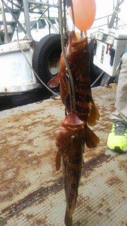 岸和田一文字　ウキ釣りでアコウ〜37cm　エサはシラサ使用