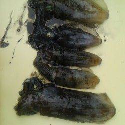 岸和田一文字　アオリイカの新子釣果もアリます☆