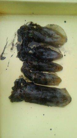 岸和田一文字　アオリイカの新子釣果もアリます☆