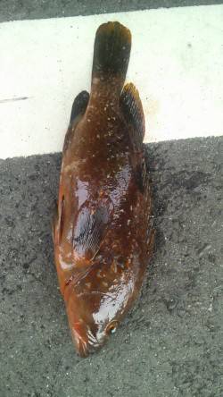 岸和田一文字　ウキ釣りでアコウ〜37cm　…