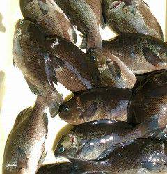沖の一文字で24cmまでのグレ14匹、ウキ釣りでの釣果