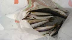 旧のカーブでルアー釣り、カマス30匹の釣果…