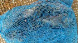 岸和田一文字　ウキ釣りでアコウ＆ガシラの釣果