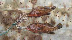 岸和田一文字　ウキ釣りでアコウ＆ガシラの釣…