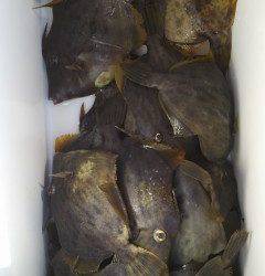 沖の北で胴突き、カワハギ釣りが面白い！！