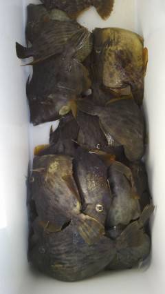 沖の北で胴突き、カワハギ釣りが面白い！！