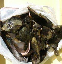 沖の北で胴突き、カワハギ釣りが面白い！！