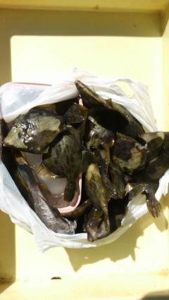 沖の北で胴突き、カワハギ釣りが面白い！！