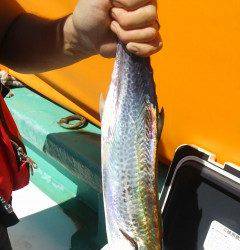 沖の北、ルアーでサゴシとツバスをＧＥＴ！