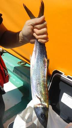 沖の北、ルアーでサゴシとツバスをＧＥＴ！