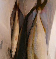 沖の北、ルアーでサゴシとツバスをＧＥＴ！