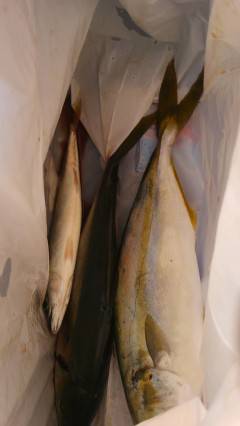 沖の北、ルアーでサゴシとツバスをＧＥＴ！