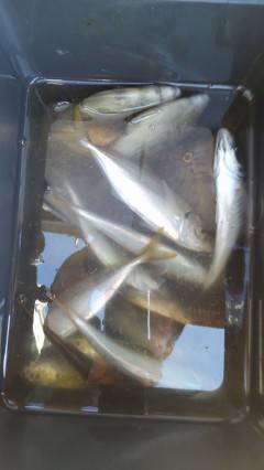 20cm前後のマアジが釣れています！