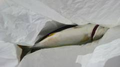 アジの飲ませ釣りでサゴシ＆ツバスをＧＥＴ！