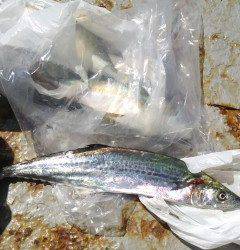 アジの飲ませ釣りでサゴシ＆ツバスをＧＥＴ！