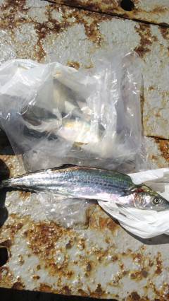 アジの飲ませ釣りでサゴシ＆ツバスをＧＥＴ！…