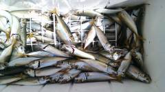 沖の北で青アジとマアジ、あわせて約200匹…