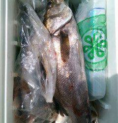 沖の1番で55cmのハネとツバス12匹をのませ釣りで