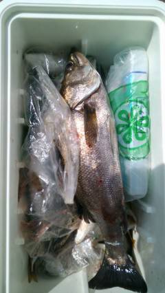 沖の1番で55cmのハネとツバス12匹をの…