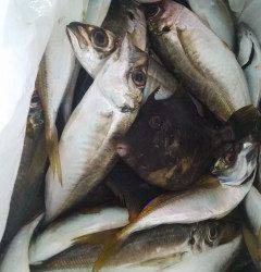 旧の赤灯台でサビキ、アジのサイズは20cm前後です