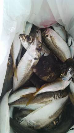 旧の赤灯台でサビキ、アジのサイズは20cm…