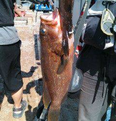 旧の赤灯台でウキ釣り、アコウの釣果☆