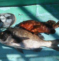 旧の赤灯台で42cmのチヌと32cmのアコウをウキ釣りで